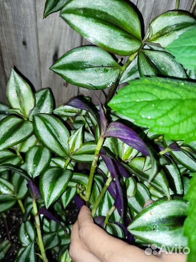 Традесканция зебрина