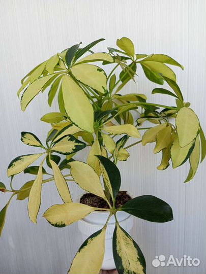 Комнатные цветы