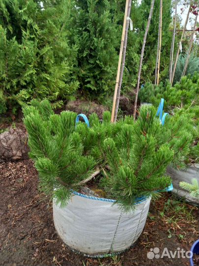 Хвойные растения в ассоитименте