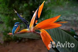 Стрелиция семена