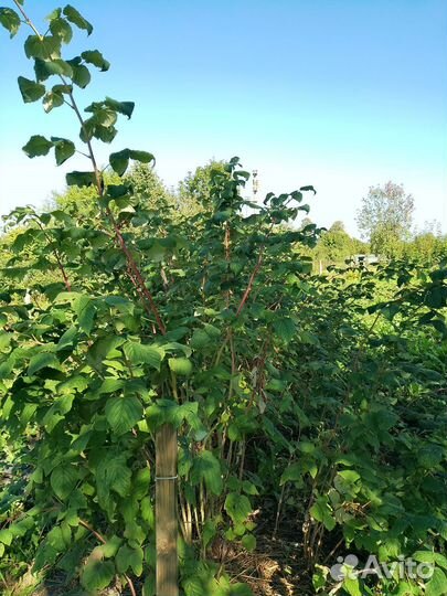 Саженцы малины