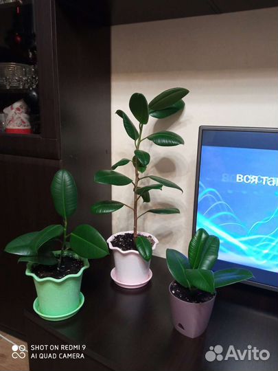 Фикус каучуконосный Куча