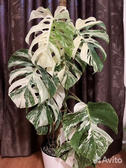 Монстера вариегатная альба