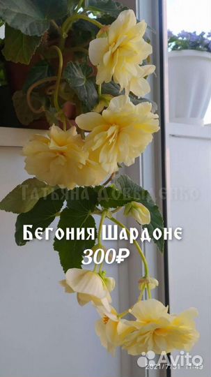 Бегонии ампельные, Шардоне, Беллеконии, Глуар