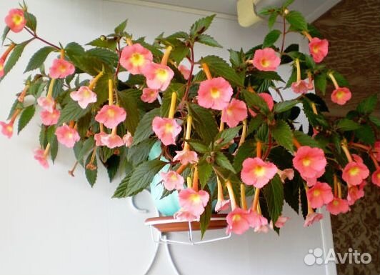 Ризомы ахименесов