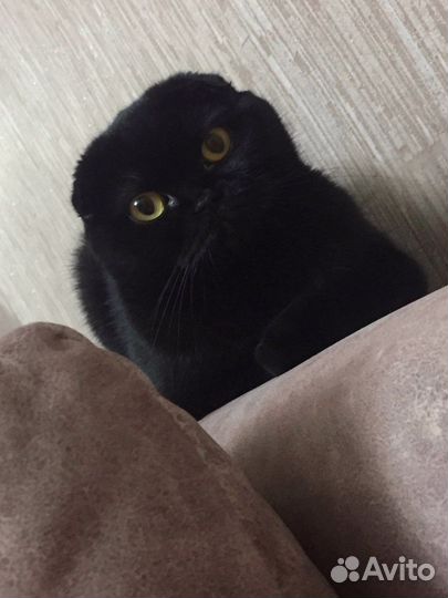 Кошка для вязки