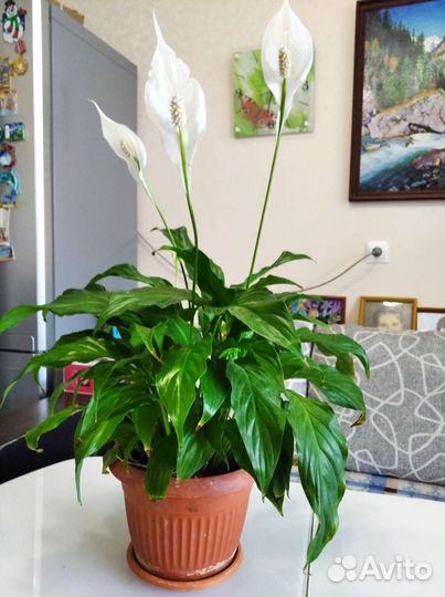 Спатифиллум