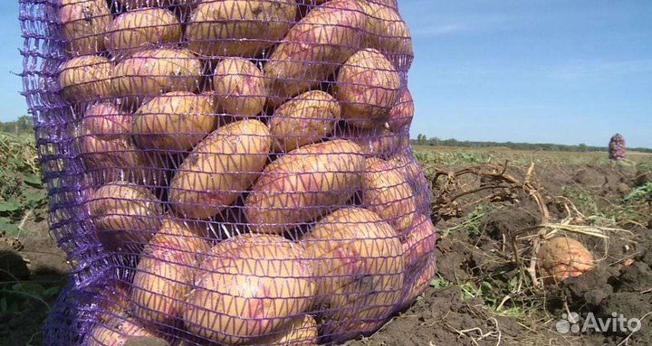 Продам картофель оптом