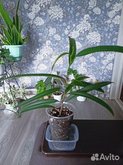 Домашние цветы