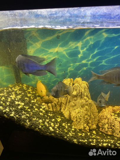 Голубой дельфин (Cyrtocara moorii)цихлида и