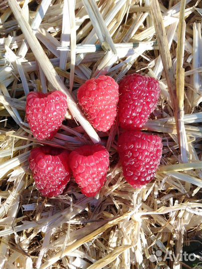 Саженцы ремонтантной малины Полька