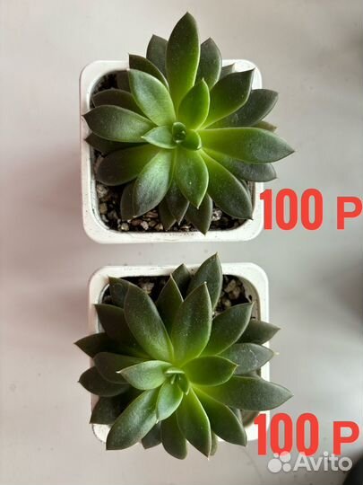 Суккуленты