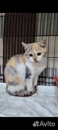 Кошка 4,5 месяца в добрые руки