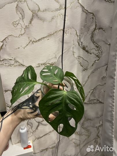 Монстера манки маск