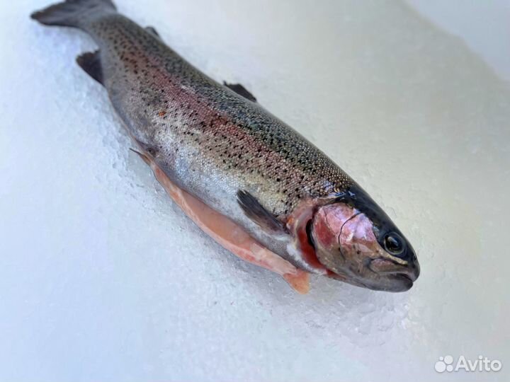 Форель охлажденная (от 1 тонны)