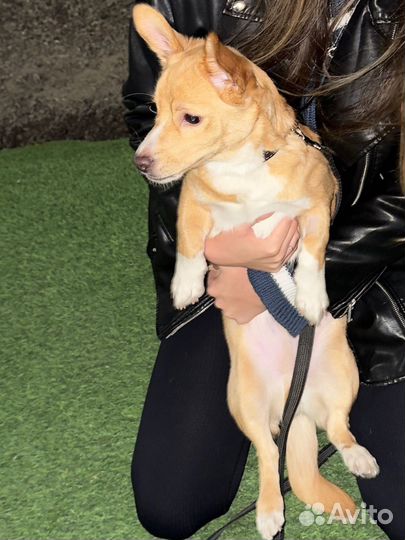 Чаки ищет дом