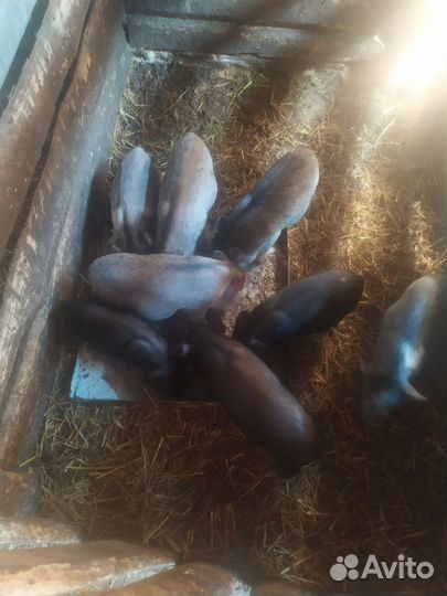 Вьетнамск вислобрюхий поросенок