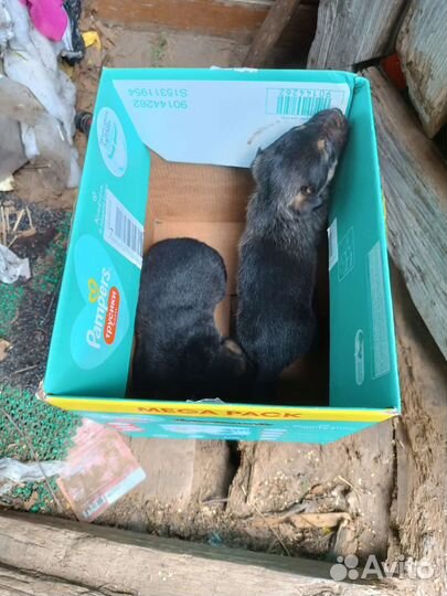 Щенки, дворняжки, метисы с овчаркой