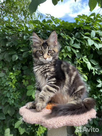 Котята мейн-кун