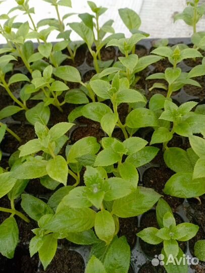 Гортензия саженцы