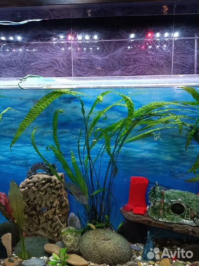 Криптокарина