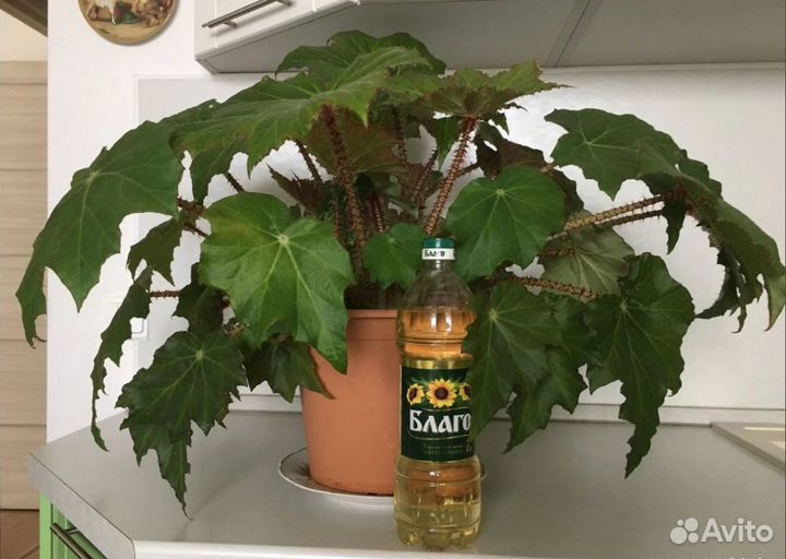 Бегония королевская борщевиколистная, роскошная