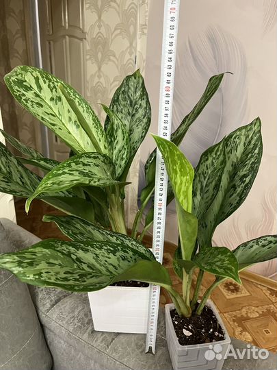 Аглаонема Фридман