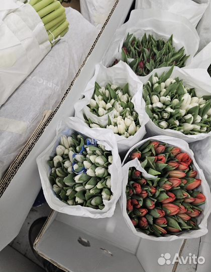 Тюльпаны корпоративные к 8 марта