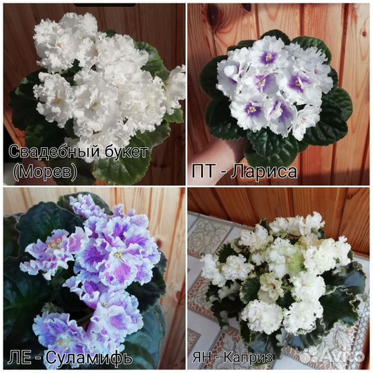 Фиалка лист