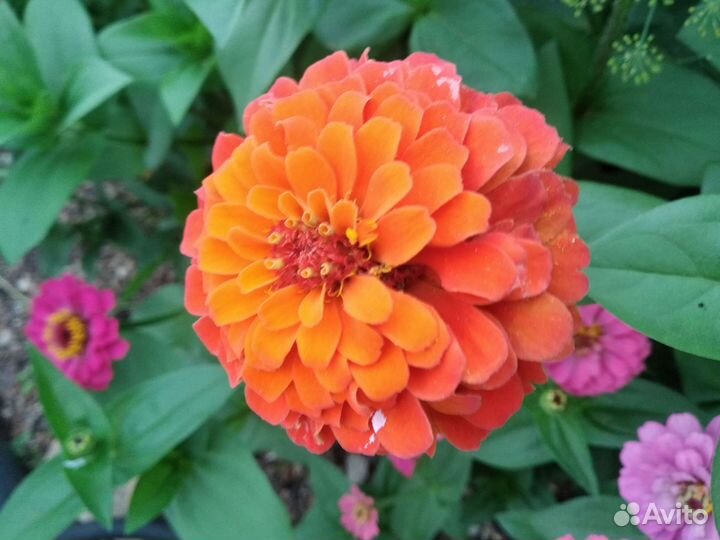 Семена цветов сразу в грунт