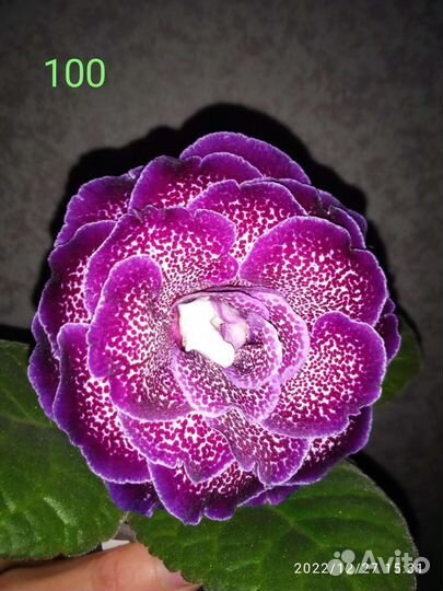 Глоксиния махровая