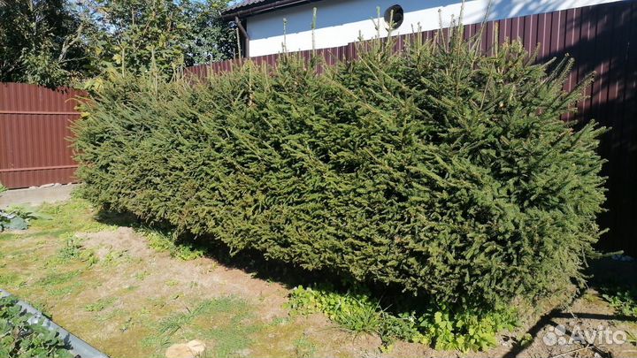 Ель, живая изгородь бесплатно. Бронь до 05.10