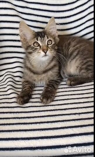 Котенок с пушистыми ушами ищет дом