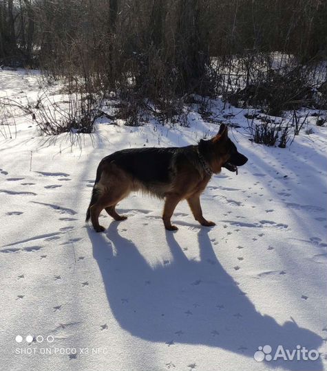 Немецкая овчарка вязка