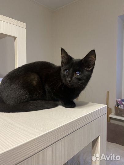 Котенок ищет дом