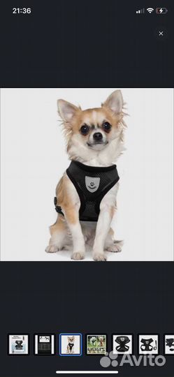 Дождевик для маленькой собаки