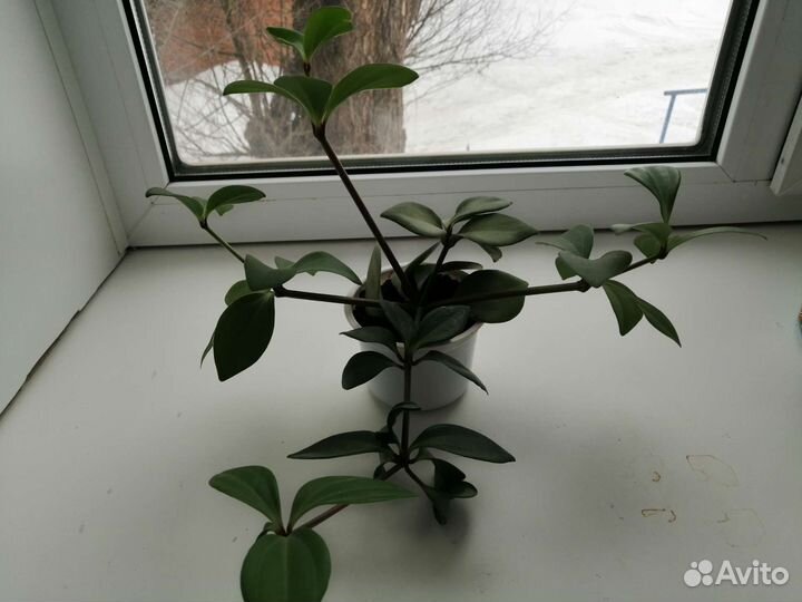 Комнатные цветы