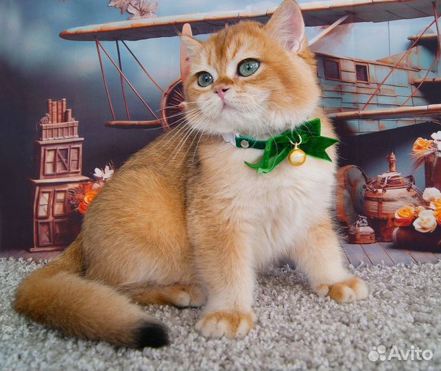 Британский котенок ny12