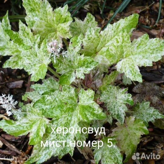 Гейхера. часть 2