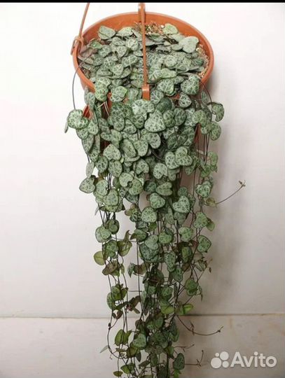 Церопегия Вуда