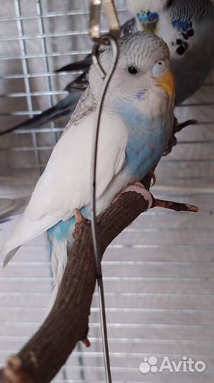 Волнистый попугай чех молодеж