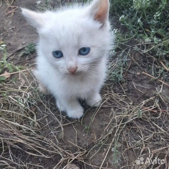 Шикарные котики