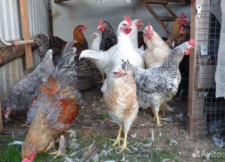 Молодые петушки