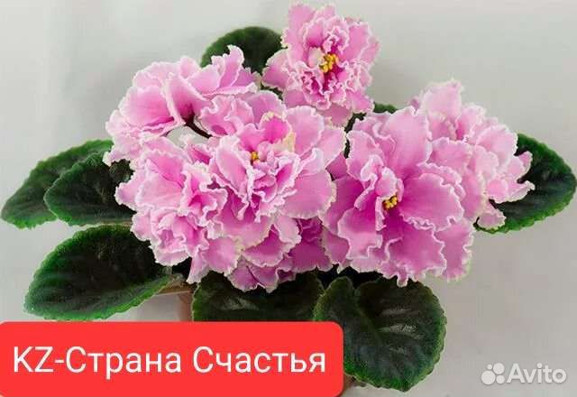 Сортовые фиалки