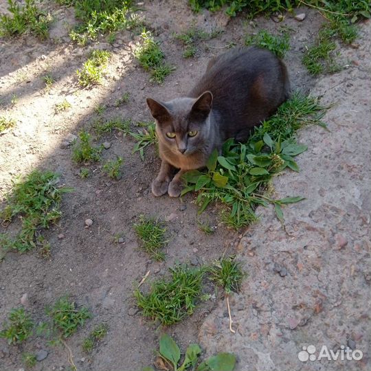 Кошка в дар