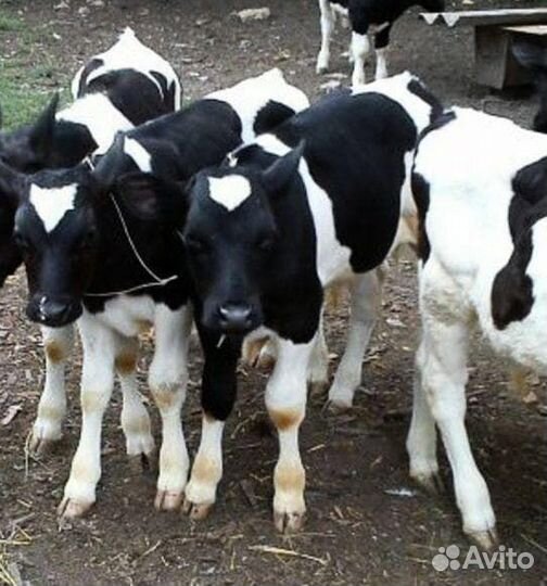Телята бычки