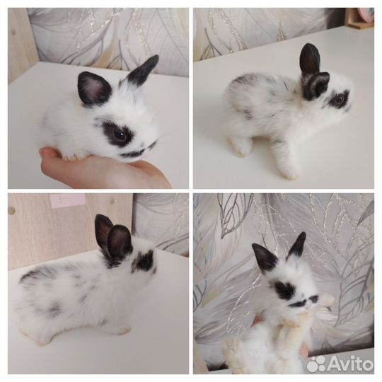 Декоративные кролики