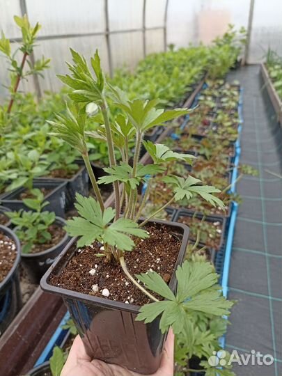 Многолетние цветы