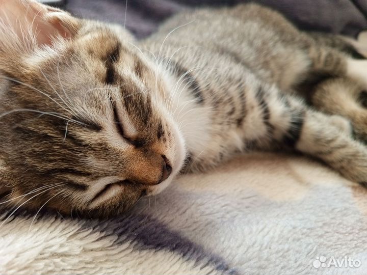 Котёнок в добрые руки девочка