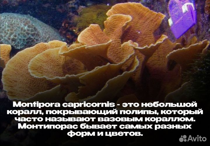 Коралл Монтипора